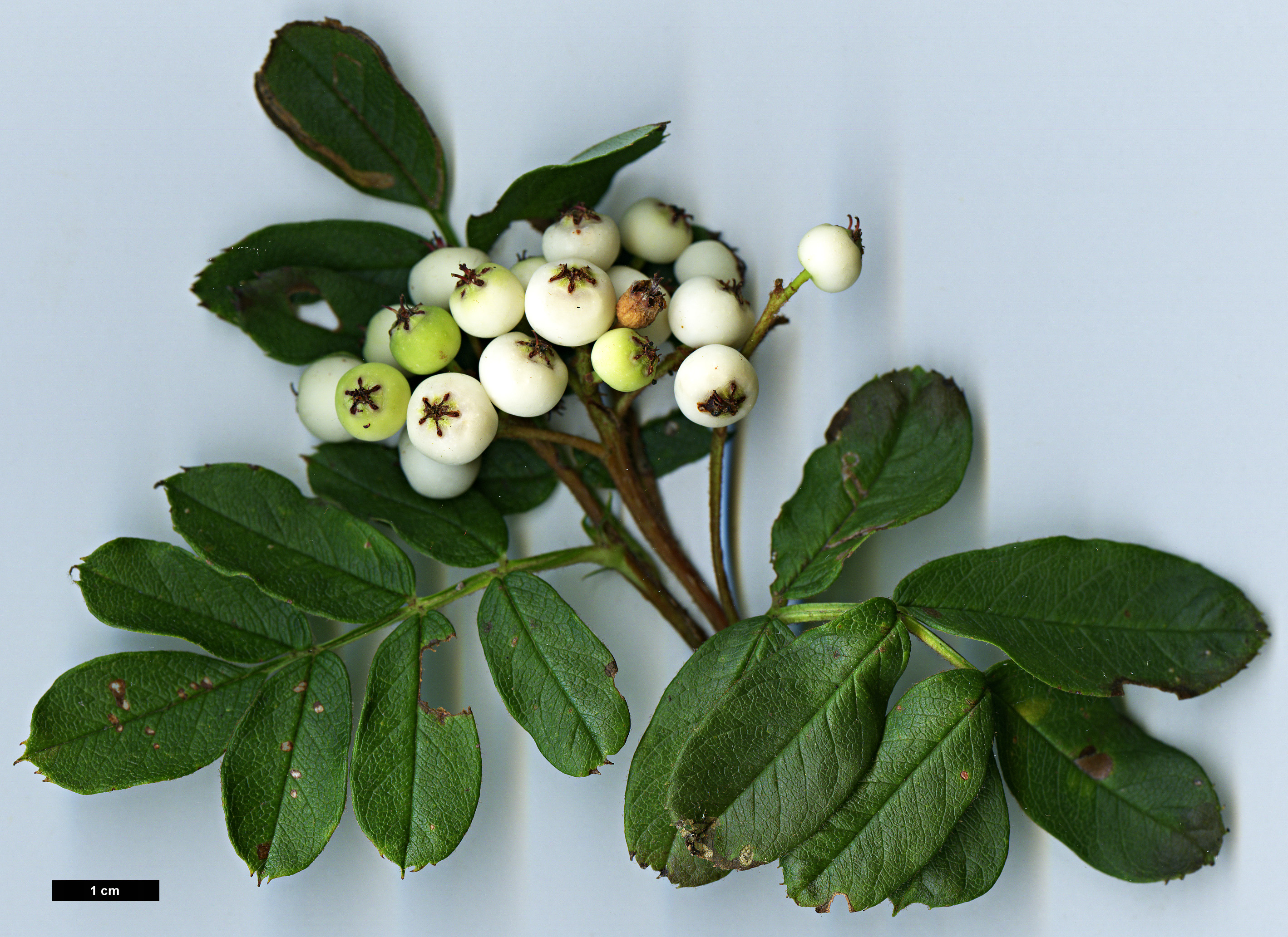 High resolution image: Family: Rosaceae - Genus: Sorbus - Taxon: KR 5008 (S. aff. kiukiangensis)